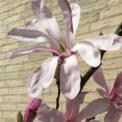 Stjernemagnolia 'Rosea' Magnolia Stellata 'Rosea' Opstammet 130 Cm, 12 Liter Potte -Osmoz Naturens Butik p21246 50508 magnolia stellata rosea 51ea