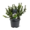 Krybende Almindelig Taks 'Repandens' Taxus Baccata 'Repandens' Potte 3,0 Liter,- 25-30 Cm. -Osmoz Naturens Butik p2124 49231 taxus baccata repandens 13a8