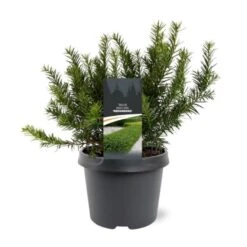 Krybende Almindelig Taks 'Repandens' Taxus Baccata 'Repandens' Potte 3,0 Liter,- 25-30 Cm.