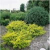 Almindelig Krybende Taks 'Summergold' Taxus Baccata 'Summergold' Potte 2,0 Liter,- 25-30 Cm. -Osmoz Naturens Butik p2126 1661 taxus baccata summergold 84aa
