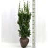 Taks 'Hicksii' Taxus Media 'Hicksii' Med Klump,- 80-100 Cm. -Osmoz Naturens Butik p2129 52707 taxus media hicksii 35e0