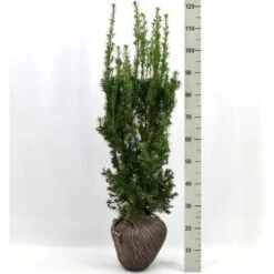 Taks 'Hicksii' Taxus Media 'Hicksii' Med Klump,- 80-100 Cm.