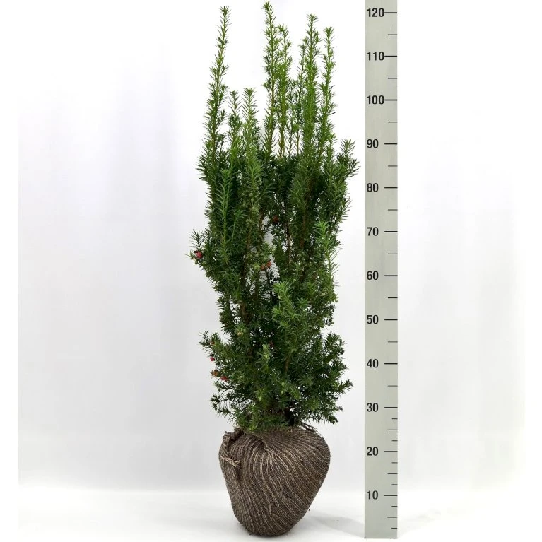 Taks 'Hicksii' Taxus Media 'Hicksii' Med Klump,- 80-100 Cm. 3 Taks 'Hicksii' Taxus Media 'Hicksii' Med Klump,- 80-100 Cm.