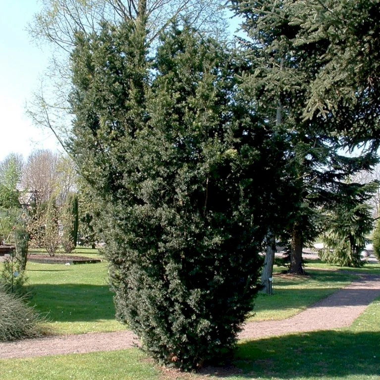 Taks 'Hicksii' Taxus Media 'Hicksii' Med Klump,- 80-100 Cm. 5 Taks 'Hicksii' Taxus Media 'Hicksii' Med Klump,- 80-100 Cm. - Billede 3