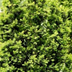 Taks 'Hicksii' Taxus Media 'Hicksii' Med Klump,- 80-100 Cm. 16 Taks 'Hicksii' Taxus Media 'Hicksii' Med Klump,- 80-100 Cm. -Osmoz Naturens Butik p2129 52846 taxus media hicksii fc91