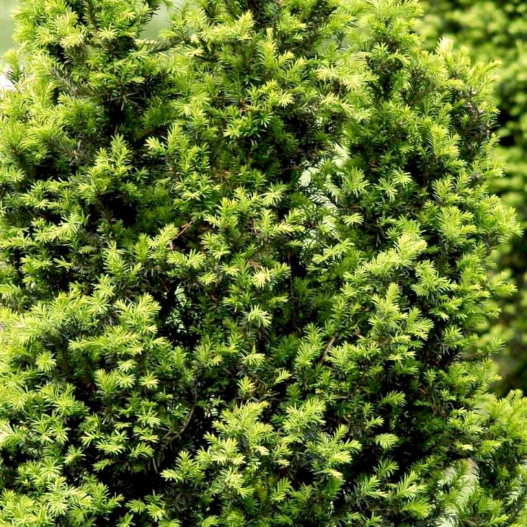 Taks 'Hicksii' Taxus Media 'Hicksii' Med Klump,- 80-100 Cm. 6 Taks 'Hicksii' Taxus Media 'Hicksii' Med Klump,- 80-100 Cm. - Billede 4