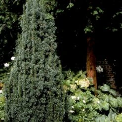 Taks 'Hicksii' Taxus Media 'Hicksii' Med Klump,- 80-100 Cm. 17 Taks 'Hicksii' Taxus Media 'Hicksii' Med Klump,- 80-100 Cm. -Osmoz Naturens Butik p2129 52847 taxus media hicksii 2fde