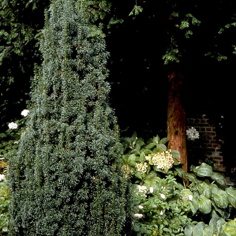 Taks 'Hicksii' Taxus Media 'Hicksii' Med Klump,- 80-100 Cm. 7 Taks 'Hicksii' Taxus Media 'Hicksii' Med Klump,- 80-100 Cm. - Billede 5