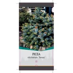 Sitkagran (Podet) 'Tenas' Picea Sitchensis 'Tenas' (dværgform) Potte 3,0 Liter,- 20-25 Cm. -Osmoz Naturens Butik p21364 38817 image a492