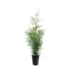 Almindelig Thuja 'Brabant' Thuja Occidentalis 'Brabant' Potte 4,0 Liter,- 80-100 Cm. -Osmoz Naturens Butik p2140 43376 thuja occidentalis brabant 7a4f