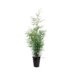 Almindelig Thuja 'Brabant' Thuja Occidentalis 'Brabant' Potte 4,0 Liter,- 80-100 Cm.