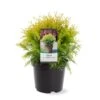 Thuja 'Golden Globe' Thuja Occidentalis 'Golden Globe'(dværgform) Potte 3,0 Liter,- 25-30 Cm. -Osmoz Naturens Butik p2143 38842 image d3a7