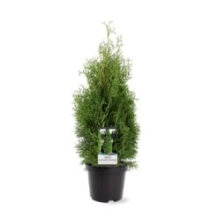 Almindelig Thuja 'Holmstrup' Thuja Occidentalis 'Holmstrup' Potte 3,0 Liter,- 40-60 Cm. -Osmoz Naturens Butik p2144 38848 image d11c