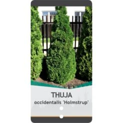Almindelig Thuja 'Holmstrup' Thuja Occidentalis 'Holmstrup' Potte 3,0 Liter,- 40-60 Cm. -Osmoz Naturens Butik p2144 38849 image 8c01