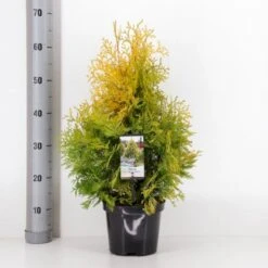 Almindelig Thuja 'Yellow Ribbon' Thuja Occidentalis 'Yellow Ribbon' Potte 3,0 Liter,- 40-60 Cm.