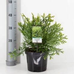 Hønsebenstræ Thujopsis Dolobrata Potte 3,0 Liter,- 25-30 Cm. -Osmoz Naturens Butik p2149 33485 thujopsis dolobrata 0e7c