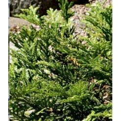 Hønsebenstræ Thujopsis Dolobrata Potte 3,0 Liter,- 25-30 Cm. -Osmoz Naturens Butik p2149 36937 thujopsis dolobrata fa00