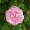 'Poppius' Rosa Pimpinellifolia 'Poppius' (Klitrose) A-Kvalitet,- Barrods Roser Min. 3 Grene -Osmoz Naturens Butik p21506 53422 rosa pimpinellifolia poppius klitrose 036d