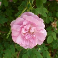 'Poppius' Rosa Pimpinellifolia 'Poppius' (Klitrose) A-Kvalitet,- Barrods Roser Min. 3 Grene