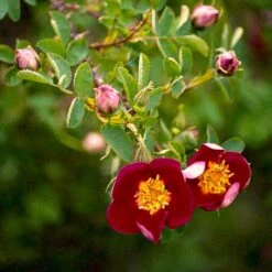 'Single Cherry' Rosa Pimpinellifolia 'Single Cherry' (Klitrose) A-Kvalitet,- Barrods Roser Min. 3 Grene -Osmoz Naturens Butik p21511 52898 rosa pimpinellifolia single cherry klitrose 5e22