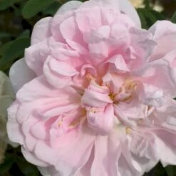 Rynket Rose 'Martin Frobischer' Rosa Rugosa 'Martin Frobischer' A-Kvalitet,- Barrods Roser Min. 3 Grene