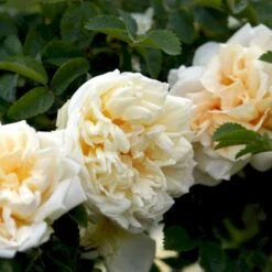 Rynket Rose 'Agnes' Rosa Rugosa 'Agnes' A-Kvalitet,- Barrods Roser Min. 3 Grene -Osmoz Naturens Butik p21540 52286 rosa rugosa agnes 03ca