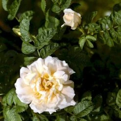 Rynket Rose 'Agnes' Rosa Rugosa 'Agnes' A-Kvalitet,- Barrods Roser Min. 3 Grene -Osmoz Naturens Butik p21540 52287 rosa rugosa agnes c0ac