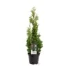Almindelig Thuja 'Degroots Spire' Thuja Occidentalis 'Degroots Spire' Potte 3,0 Liter,- 30-40 Cm. -Osmoz Naturens Butik p21634 38838 image 3c9a