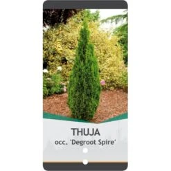 Almindelig Thuja 'Degroots Spire' Thuja Occidentalis 'Degroots Spire' Potte 3,0 Liter,- 30-40 Cm. -Osmoz Naturens Butik p21634 38839 image 1d23