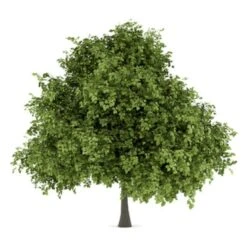 Småbladet Lind Tilia Cordata Potte 7,5 Liter 150-175 Cm. -Osmoz Naturens Butik p2165 8190 tilia cordata d356