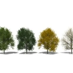 Småbladet Lind Tilia Cordata Potte 7,5 Liter 150-175 Cm. -Osmoz Naturens Butik p2165 8192 tilia cordata 8fa2