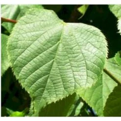 Kejserlind 'Pallida' Tilia Vulgaris 'Pallida' Alletræ, Stammeomkreds 10-12 Cm. Barrods