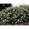 Dværgkvalkved Viburnum Davidii Potte 3,0 Liter,- 25-30 Cm. -Osmoz Naturens Butik p2216 1707 viburnum davidii f661
