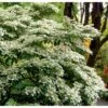 Japansk Etage-Snebolle 'Mariesii' Viburnum Plicatum 'Mariesii' Med Klump,- 100-120 Cm. -Osmoz Naturens Butik p2222 37486 viburnum plicatum mariesii d334