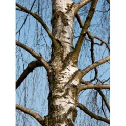 Vortebirk Betula Pendula Heister 175-200 Cm. Med Potte