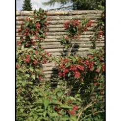 Klokkebusk 'Bristol Ruby' Weigela Hybrid 'Bristol Ruby' Potte 2,0 Liter,- 40-60 Cm. -Osmoz Naturens Butik p2257 1733 weigela hybrid bristol ruby ecee