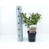 Klokkebusk 'Minuet' Weigela Hybrid 'Minuet' Potte 2,0 Liter,- 30-40 Cm. -Osmoz Naturens Butik p2261 42387 weigela hybrid minuet 1c56