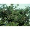 Korea-gran Abies Koreana Barrods,- 3 års (2/1) 12-25 Cm. -Osmoz Naturens Butik p2290 1759 abies koreana 5e4a