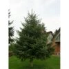 Nordmannsgran Abies Nordmanniana Potte 7,5 Liter 60-80 Cm. -Osmoz Naturens Butik p2291 1760 abies nordmanniana c7b5