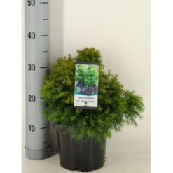 Japansk Kryptomeria 'Monstrosa Nana' Cryptomeria Japonica 'Monstrosa Nana' Potte 3,0 Liter,- 25-30 Cm.