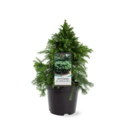 Japansk Kryptomeria 'Monstrosa Nana' Cryptomeria Japonica 'Monstrosa Nana' Potte 3,0 Liter,- 25-30 Cm. -Osmoz Naturens Butik p23025 38796 image 744b