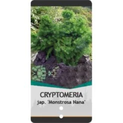 Japansk Kryptomeria 'Monstrosa Nana' Cryptomeria Japonica 'Monstrosa Nana' Potte 3,0 Liter,- 25-30 Cm. -Osmoz Naturens Butik p23025 38797 image 16ae