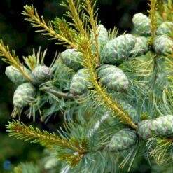 Penselfyr 'Tempelhof' Pinus Parviflora 'Tempelhof' Potte 2,5 Liter, - 25-30 Cm. -Osmoz Naturens Butik p23193 53997 pinus parviflora tempelhof cdad