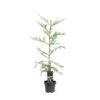 Rødtræ Sequoia Sempervirens Potte 5,0 Liter,- 80-100 Cm. -Osmoz Naturens Butik p23207 43365 sequoia sempervirens b779