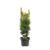 Almindelig Taks 'David' Taxus Baccata 'David' Potte 3,0 Liter,- 40-60 Cm. -Osmoz Naturens Butik p23213 43367 taxus baccata david 6c25