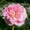 'Jasmina'® Rosa X 'Jasmina'® (Slyngroser) A-Kvalitet,- Barrods Roser Min. 3 Grene 1 'Jasmina'® Rosa X 'Jasmina'® (Slyngroser) A-Kvalitet,- Barrods Roser Min. 3 Grene -Osmoz Naturens Butik p23345 53374 rosa x jasmina slyngroser d34d