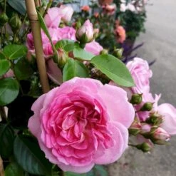 'Jasmina'® Rosa X 'Jasmina'® (Slyngroser) A-Kvalitet,- Barrods Roser Min. 3 Grene -Osmoz Naturens Butik p23345 53589 rosa x jasmina slyngroser 5e28