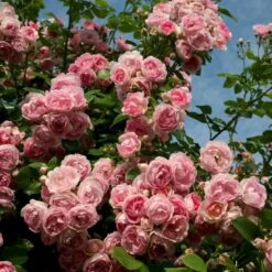 'Jasmina'® Rosa X 'Jasmina'® (Slyngroser) A-Kvalitet,- Barrods Roser Min. 3 Grene -Osmoz Naturens Butik p23345 53590 rosa x jasmina slyngroser d505