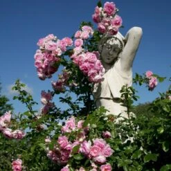 'Jasmina'® Rosa X 'Jasmina'® (Slyngroser) A-Kvalitet,- Barrods Roser Min. 3 Grene -Osmoz Naturens Butik p23345 53591 rosa x jasmina slyngroser fcaf