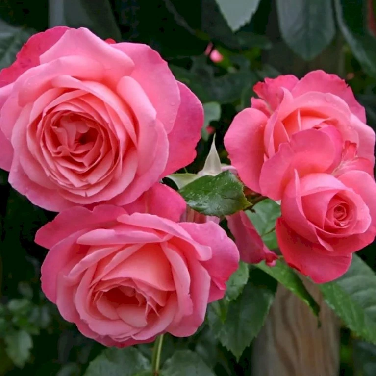 'Rosanna'® Rosa X 'Rosanna'® (Klatrerose) A-Kvalitet,- Barrods Roser Min. 3 Grene 5 'Rosanna'® Rosa X 'Rosanna'® (Klatrerose) A-Kvalitet,- Barrods Roser Min. 3 Grene - Billede 3